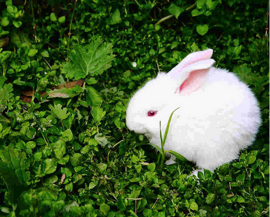 {原创}我最喜欢的还是小白兔,带你们回到了童年
